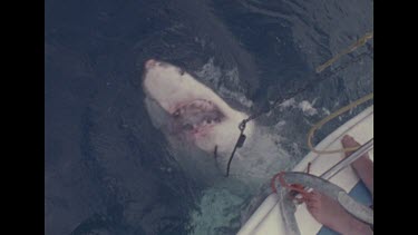 hooked shark is dragged to boat