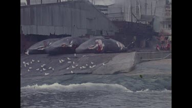 Dead whales at station