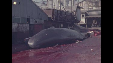dead whale on bloody platform