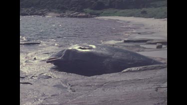 dead whale on platform