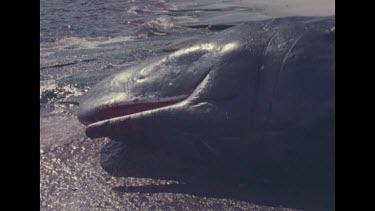 pan across body of dead whale