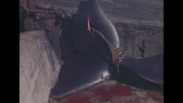 pan across body of dead whale bloody holes in body