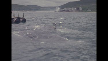 Buoyed whales off whaling station, seagulls on top of dead whales