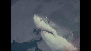 harpooned shark, blood in water is seen in the side of shot
