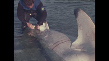 Hugh Edwards opens shark with knife