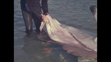 Hugh Edwards cuts insides of shark