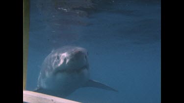 shark swims right up to shark cage. then goes to attack dummy