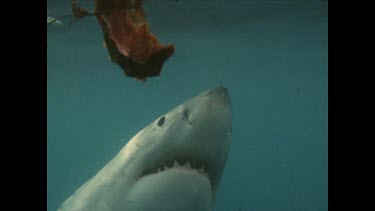two sharks, swim past shark cage, meat and dummy