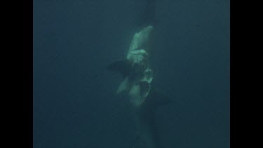 dead shark underwater