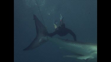 Valerie and another diver swimming around dead hooked shark, zoom in to open mouth, Valeries head between