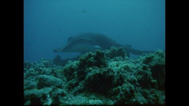 Black rays swimming above coral