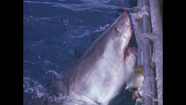 hooked shark struggles against rope