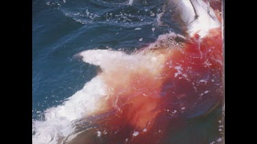 shark attacking another, blood pouring out