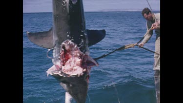 dead shark with half its neck bitten off dangling from ropes