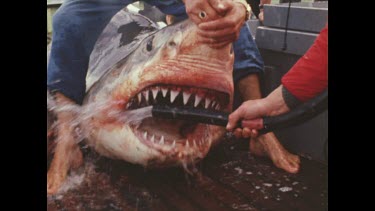 men hosing down bloody mouth of dead shark