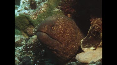 Moray Eels head comes out of its hole, zoom out