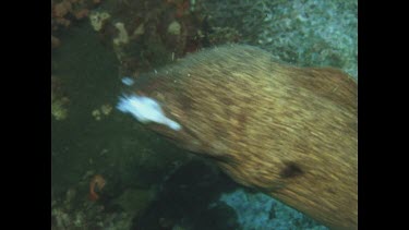 Moray Eel darts out to pick up piece of fish