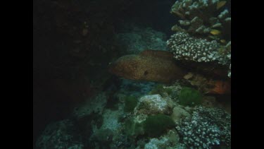 Valerie feeds Moray Eel