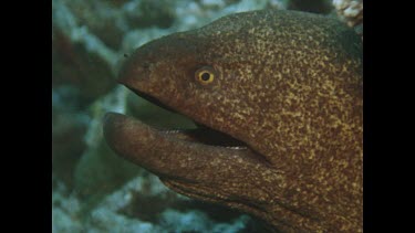 Moray Eel open and closes mouth as Valerie photographs it