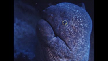blue lighting head of Moray Eel