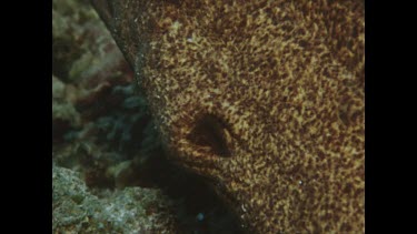 head and neck. hole of Moray Eel