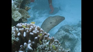 Valerie coaxing Moray Eel out of hole