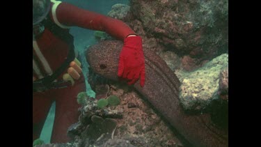 Valerie playing with Moray Eel