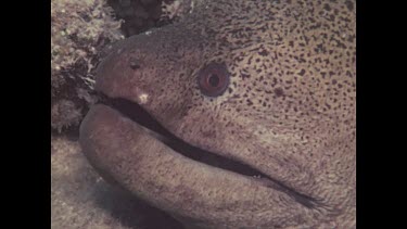 close up of head of Spotted Eel