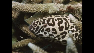 head of Spotted Eel