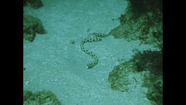 Spotted Eel slithering on ocean floor