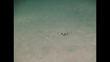 zoom in to Snake Eel, Valerie touches and it slithers off very fast