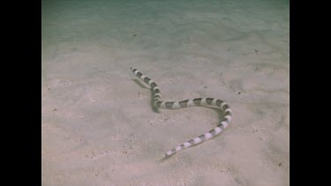 Snake Eel slithering over sand