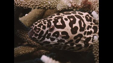 head of Spotted Eel