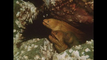three green eels at entrance to hole