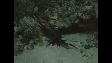 scorpion fish under rock ledge