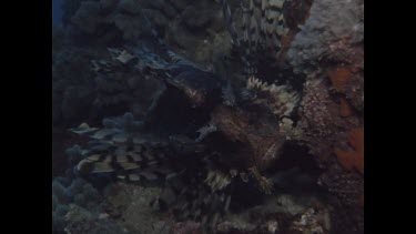 zoom out to view of scorpion fish