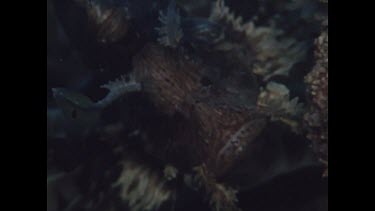 zoom out to view of scorpion fish on side