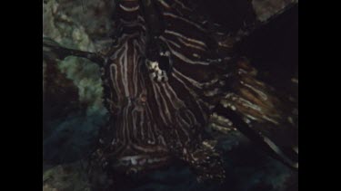 head of scorpion fish