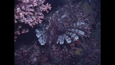 scorpion fish swimming