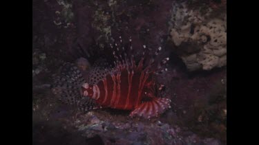 red scorpion fish among rocks