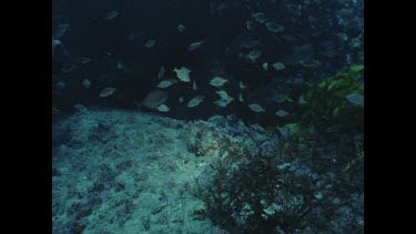 zoom in, school of fish swimming over camouflage Red Rock Cod
