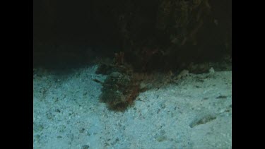 Red Rock Cod sleeping on sandy bottom