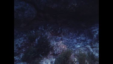 Red Rock Cod camouflage in coral under school of fish