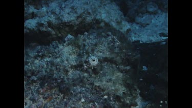 Red Rock Cod camouflage in coral under school of fish