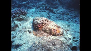 stone fish lying still on rock