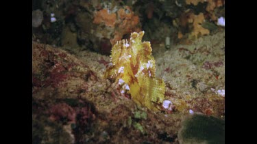leaf scorpion fish lying on rocks