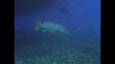 various fish and school of fish in coral reef Giant Groper, school of Sweet lip and others. Valerie feeds