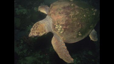 Loggerhead turtle and divers at night