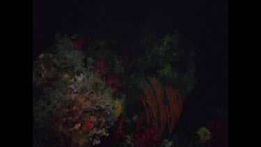 Red soft coral and other corals on wreck, Valerie