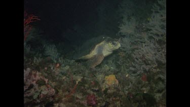 Loggerhead turtle swimming towards camera at night